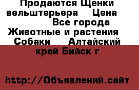 Продаются Щенки вельштерьера  › Цена ­ 27 000 - Все города Животные и растения » Собаки   . Алтайский край,Бийск г.